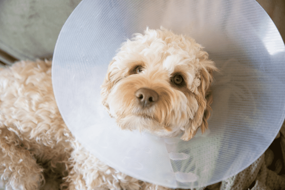 Spaying a Dog: Everything You Need to Know - Toronto North Animal Hospital