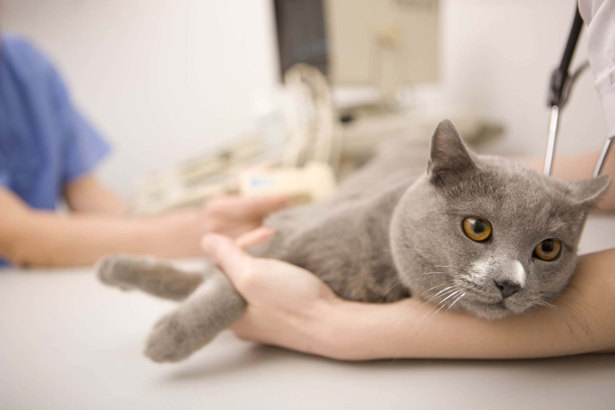 Spayed female store cat in heat