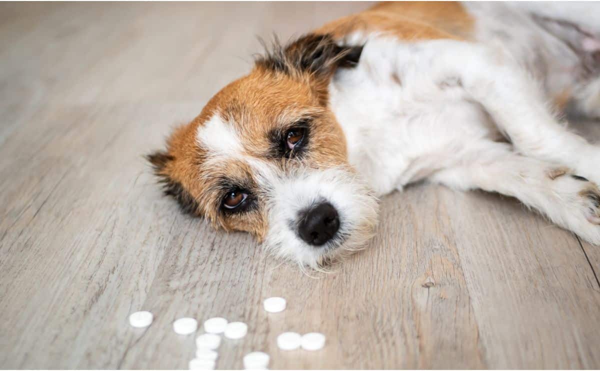 What Are The Symptoms Of Poisoning In Dogs?