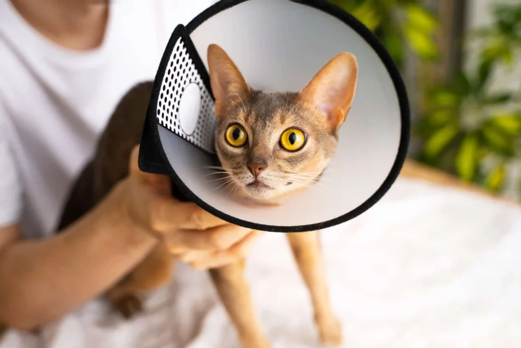 Can Spaying Help Prevent Certain Types of Cancer in Pets