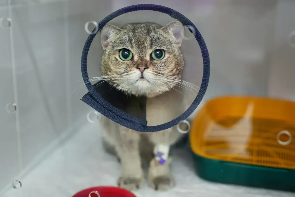 Pet Be Spayed After Adoption