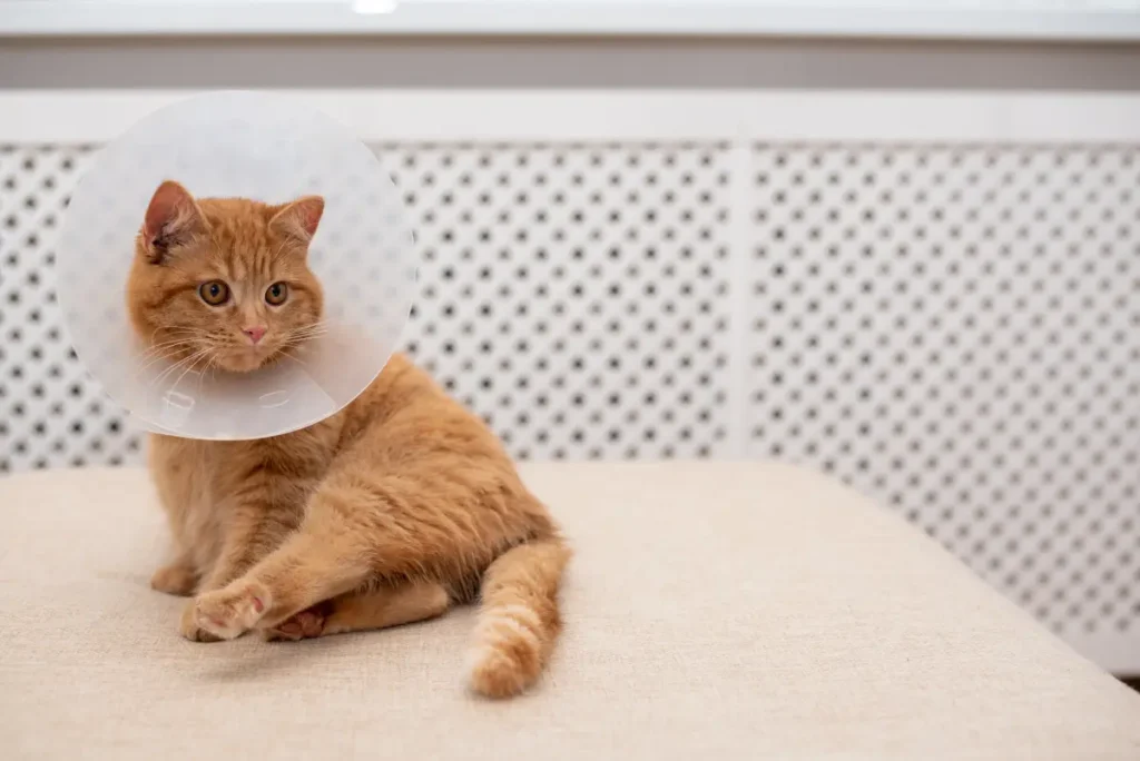 spayed cats live longer than unspayed ones