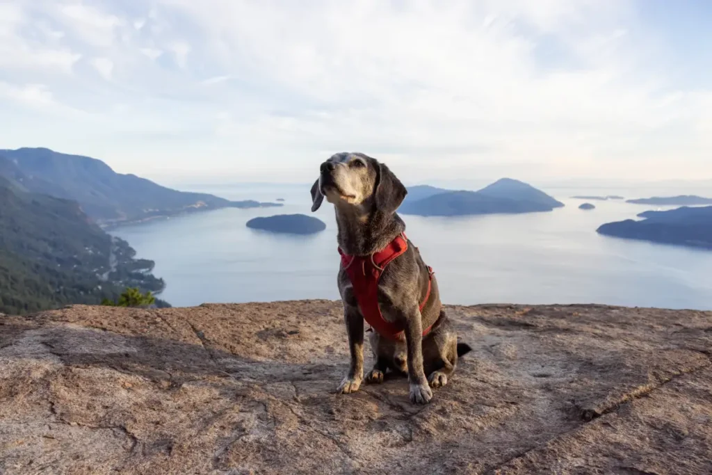 Dog’s Ability to Hike