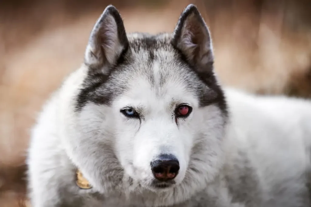 Cherry Eye in Dogs